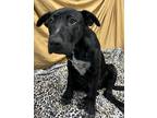Adopt Brandon a Black Labrador Retriever / Mixed Breed (Medium) / Mixed (short