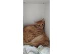 Adopt Jensen a Orange or Red Domestic Mediumhair / Domestic Shorthair / Mixed