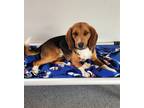 Adopt RAMBLE a Beagle / Mixed dog in Hartville, WY (41279864)