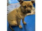 Adopt Olson a Tan/Yellow/Fawn American Pit Bull Terrier / Mixed Breed (Medium) /