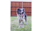 Adopt Milo a Merle Australian Shepherd / Mixed dog in Allen, TX (41125623)