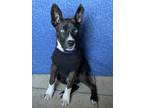 Adopt Jack a Brindle Husky / Mixed dog in Huntington Park, CA (40572263)