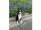 Adopt Pierce a Black - with White Basenji / Mixed dog in Austin, TX (41354689)
