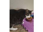 Adopt Nermal a Gray or Blue (Mostly) Domestic Shorthair / Mixed (short coat) cat