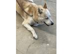 Adopt Pablo a White German Shepherd Dog / Mixed dog in Jacksonville