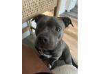 Adopt Blue a Gray/Silver/Salt & Pepper - with White Mutt / American Pit Bull