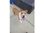 Adopt Cobra Kai a Tan/Yellow/Fawn - with White American Staffordshire Terrier /