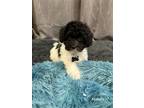 Adopt Miralax a Black - with White Cavapoo / Mixed dog in West Milford