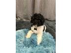 Adopt Dulcolax a Black - with White Cavapoo / Mixed dog in West Milford