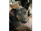 Adopt Bella a Black - with Tan, Yellow or Fawn Mixed Breed (Medium) / Mixed dog