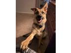 Adopt Millie a Black - with Gray or Silver German Shepherd Dog / Mixed dog in