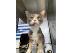 Adopt May-Petsmart a Domestic Mediumhair / Mixed cat in Cornwall, ON (41354603)