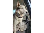Adopt SKY a White - with Gray or Silver Siberian Husky / Mixed dog in Lodi