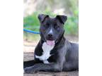 Adopt Baron a Gray/Blue/Silver/Salt & Pepper Mixed Breed (Large) / Mixed dog in