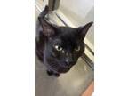 Adopt Fire Pit a All Black Domestic Mediumhair / Domestic Shorthair / Mixed cat
