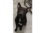 Adopt Izzy a Black Mixed Breed (Large) / Mixed dog in LAMPASAS, TX (41354582)