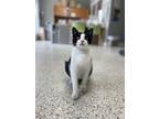 Adopt Rugby a All Black Domestic Shorthair / Mixed Breed (Medium) / Mixed (short