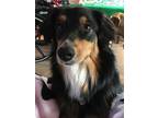 Adopt Ray a Black - with White Australian Shepherd / Mixed dog in Tucson