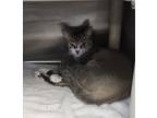 Adopt Kendoll a Cream or Ivory Domestic Shorthair / Domestic Shorthair / Mixed