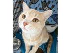 Adopt Milam a Tan or Fawn Domestic Shorthair / Domestic Shorthair / Mixed cat in