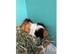 Adopt Gadget *Living with Rocket* a Black Guinea Pig / Mixed small animal in