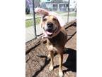 Adopt CLIFF a Brown/Chocolate Mixed Breed (Large) / Mixed dog in Fernandina