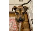 Adopt Ziggy a Black Shepherd (Unknown Type) / Mixed dog in Baton Rouge