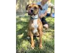 Adopt Zayla a Brown/Chocolate Mixed Breed (Large) / Mixed dog in Georgetown