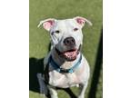 Adopt Luciano a White American Pit Bull Terrier / Mixed dog in Fishers
