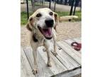 Adopt Penny a Tan/Yellow/Fawn Hound (Unknown Type) / Mixed Breed (Medium) /