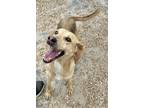 Adopt Piper a Tan/Yellow/Fawn Hound (Unknown Type) / Mixed dog in Chesapeake