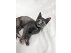 Adopt Birdie a Calico or Dilute Calico Domestic Shorthair (short coat) cat in