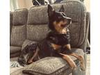 Adopt Sheroo a Black - with Tan, Yellow or Fawn Australian Cattle Dog /