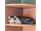 Adopt Sam a Gray, Blue or Silver Tabby Domestic Mediumhair (medium coat) cat in