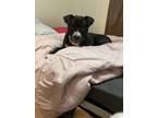 Adopt Kauri a Black - with White Terrier (Unknown Type, Medium) / Mixed dog in