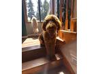 Adopt canelo a Red/Golden/Orange/Chestnut Goldendoodle / Mixed dog in Everett