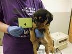 Adopt TATE a Black Rottweiler / Labrador Retriever / Mixed dog in Oroville