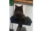 Adopt Chaos a Brown Tabby Domestic Longhair / Mixed (long coat) cat in Backus