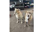 Adopt Morrison & Farley a Tan/Yellow/Fawn - with White Labrador Retriever /