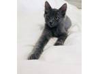 Adopt Mulligan a Gray or Blue Domestic Mediumhair (medium coat) cat in Long