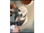 Adopt Dexter a White (Mostly) Domestic Shorthair / Mixed (short coat) cat in