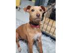 Adopt Diana a Red/Golden/Orange/Chestnut - with White Whippet / Pharaoh Hound /