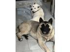 Adopt Stella & Rambo a White Akita / Akita / Mixed dog in Miami, FL (41354365)
