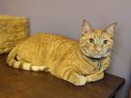 Adopt Hobbes a Tan or Fawn Tabby Domestic Shorthair / Mixed (short coat) cat in