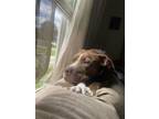 Adopt Penny a Brown/Chocolate American Pit Bull Terrier / Mixed dog in Vienna