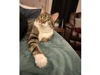 Adopt Rico a Tortoiseshell Tabby / Mixed (medium coat) cat in Forney