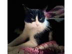 Adopt Aesira a Domestic Shorthair / Mixed (short coat) cat in Fond du Lac
