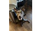 Adopt Blu a Brown/Chocolate Labrador Retriever / Doberman Pinscher / Mixed dog