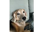 Adopt Luckie a Brown/Chocolate Beagle / Hound (Unknown Type) / Mixed dog in