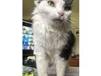 Adopt Oreo a Black & White or Tuxedo Domestic Mediumhair / Mixed (medium coat)